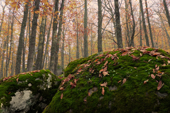 Fotografía que muestra en la parte inferior y rn priner plano 2 rocas grandes cubiertas de musgo, hojas rojas de castaño y setas verdes, en la parte superior una hilera de árboles a distintas distancias en un bosque de castaños.