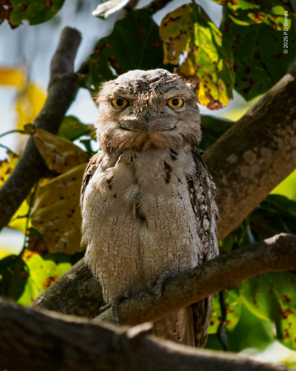 Tawny frogmouth front view, awake, and staring at the photographer with implacable looking orange eyes. The rest of the bird is superbly camouflaged.