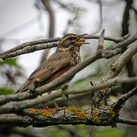 A redwing sitting on a branch 