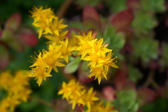 Sedum kamtschaticum