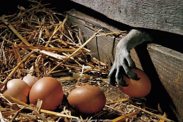 A raccoon hand/paw snatching a single egg 🥚🐔 from a laying shed in Germany. 
📸: Ingo Bartussek/naturepl.com