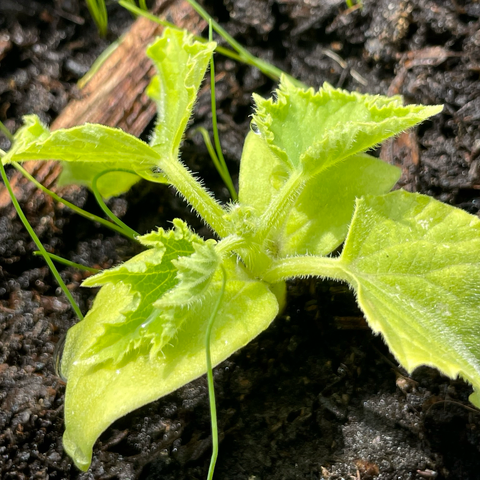 A small cucumber plant making its way into life.