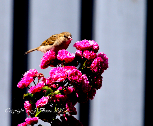 The house sparrow is typically about 16 cm (6.3 in) long, ranging from 14 to 18 cm (5.5 to 7.1 in) The house sparrow is a compact bird with a full chest and a large, rounded head. Its bill is stout and conical with a culmen length of 1.1–1.5 cm (0.43–0.59 in), strongly built as an adaptation for eating seeds. Its tail is short, at 5.2–6.5 cm (2.0–2.6 in) long. The wing chord is 6.7–8.9 cm (2.6–3.5 in), and the tarsus is 1.6–2.5 cm (0.63–0.98 in) Wingspan ranges from 19–25 centimetres (7.5–9.8 in)

In mass, the house sparrow ranges from 24 to 39.5 g (0.85 to 1.39 oz). Females usually are slightly smaller than males. The median mass on the European continent for both sexes is about 30 g (1.1 oz), and in more southerly subspecies is around 26 g (0.92 oz). Younger birds are smaller, males are larger during the winter, and females are larger during the breeding season. Birds at higher latitudes, colder climates, and sometimes higher altitudes are larger (under Bergmann's rule), both between and within subspecies