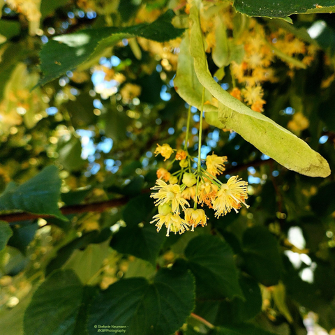 An umbel of linden flowers.