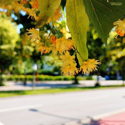 An umbel of linden flowers afore a street..