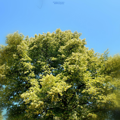 A flowering linden tree against a blue sky.