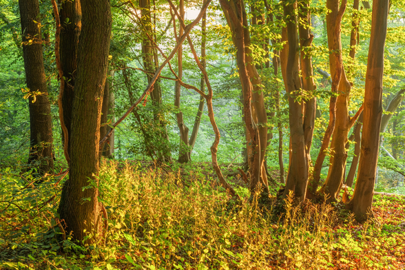 Ein kleiner Ausschnitt Wald im ersten Gegenlicht des Tages. Die Lichtstimmung ist wärmlich-grün. Im Vordergrund wächst viel Grünzeug. Im Rest des Fotos stehen mehr oder weniger gerade wachsende Bäume. Links der Mitte gibt es einen Blick etwas weiter in die Tiefe des Waldes.