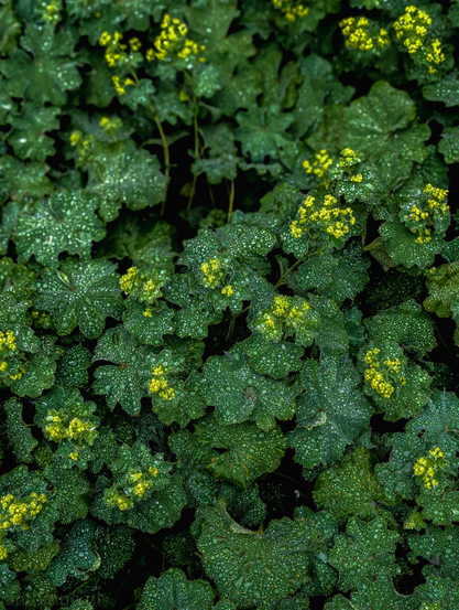 A dense cluster of green, scalloped leaves, heavily covered in rain droplets. Among the leaves, small clusters of yellow-green flowers are visible, adding splashes of lighter color to the overall green foliage. 