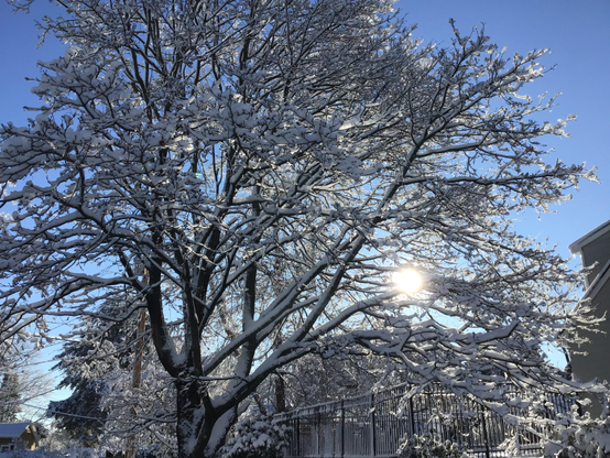 Scene of freshly fallen snow covering a large tree in the foreground, a fence and houses, with the sun peeking through the tree branches.
