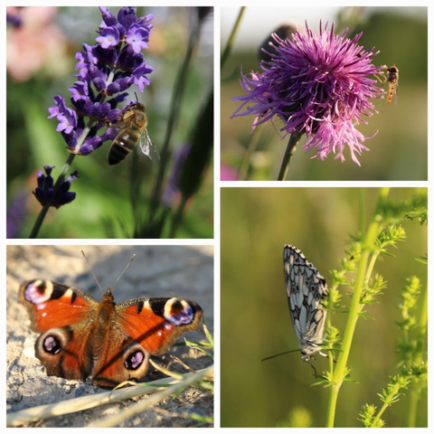 Collage von Schmetterlingen und Insekten