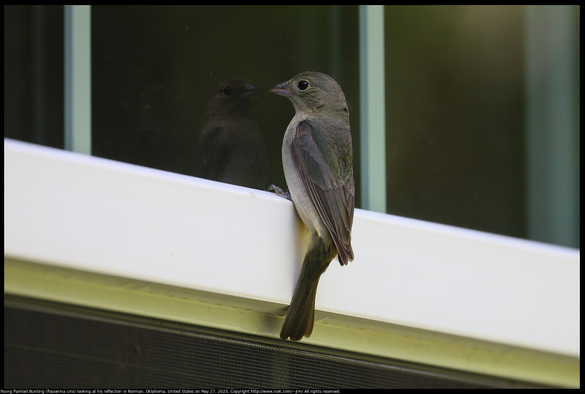 A young Painted Bunting (Passerina ciris) was looking at his reflection in a window in Norman, Oklahoma, United States on May 27, 2025. Reflections seemed to be a new experience for the bird, but at that young age I expect most experiences are new.