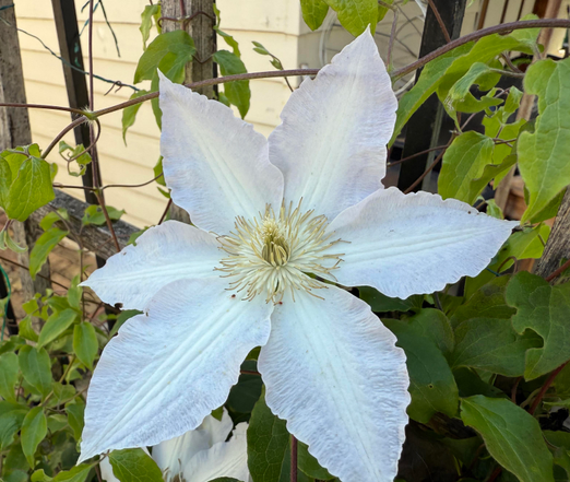 A large white clematis flower in full bloom with six pointed petals and creamy yellow stamens at the center, surrounded by green leaves and supported by a wooden trellis against a light-colored building.