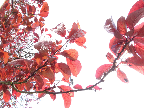 Over exposed photo of leaves on a tree against a stark white background. 
By Rudolf Boogerman