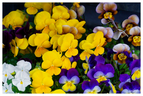 A pot of violas in shades of yellow and brown, blue and white