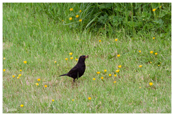 A blackbird with a mouth full of worms, stealthily on his way to the nest.