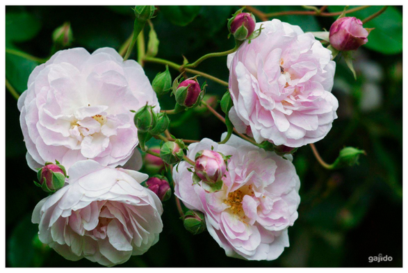Pink climbing roses photographed through vintage glass