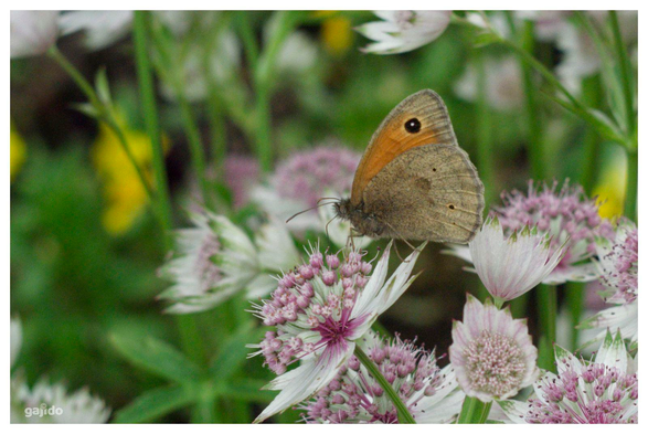 A brown and orange butterfly feeding on astrantia flowers