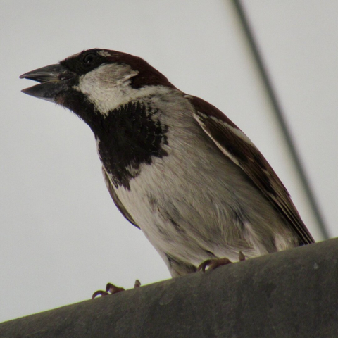 A small bird mottled with black, white, and rust colors, taking shelter from the heat.