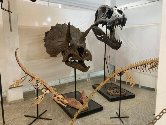 A display of a tryrano type dinosaur and a triceratops skulls.  A marine reptile skeleton is reconstructed in front of the skulls.