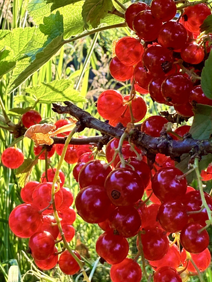 rote johannisbeeren im gegenlicht