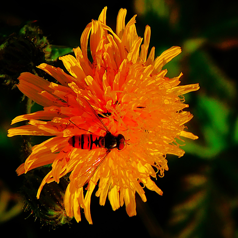 A fly that has evolved to mimic bees/ wasps rests on the head of a dandelion. 