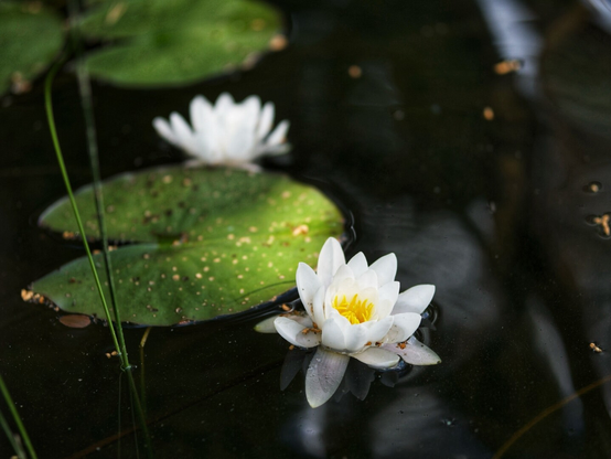 Water lilies on a lake