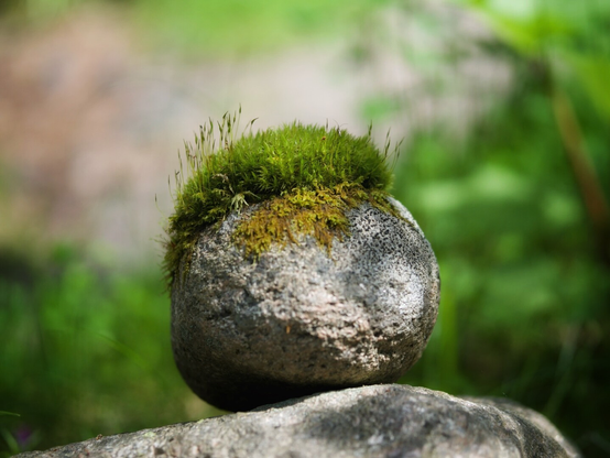 A round stone with thick moss on top
