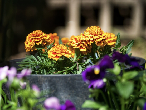 Various garden flowers