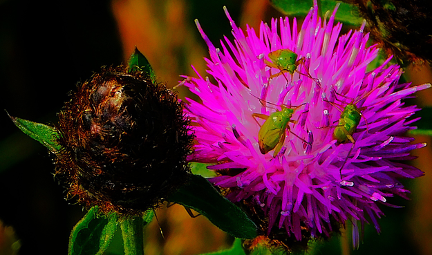 four green bugs have assembled on this thistle flower. The flower itself is pink/ purple. 