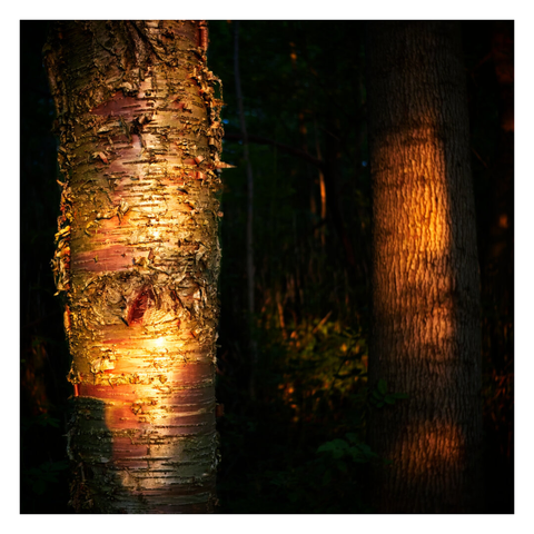 Close up of two tree trunks, one in shadow, one illuminated by the fading sun.