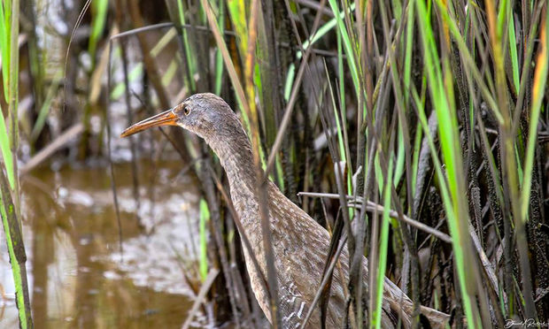 upper body shot of a bird with stout orangish bill, gray cheek, brown neck and back, peering out from a bank of cattail stems.
