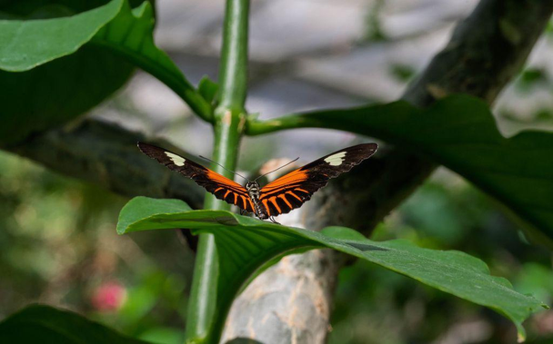 A tiger longwing butterfly with bright orange and black wings rests with wings outstretched on a green leaf, surrounded by thick tropical foliage.