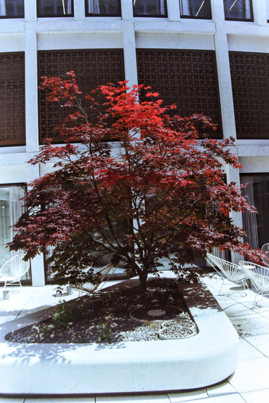 Red tree on white stone 