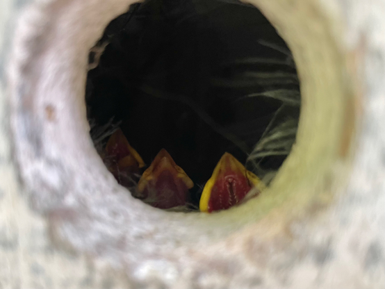 Photograph of the wide open mouths of three baby sparrows seen through the round hole of a birdhouse.