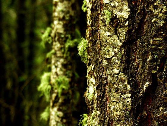 A color photo a close up view of tree bark with lichen. There is a strong depth of field in the image.