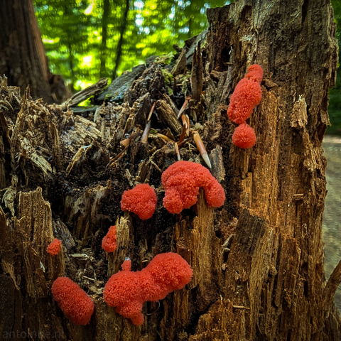 A cluster of vibrant, reddish-pink, globular organisms growing on a weathered tree stump. The organisms vary in size, with some appearing as small, individual spheres and others forming larger, more irregular masses. Their texture appears somewhat granular or bubbly. The tree stump itself is rough and textured, with visible wood grain and splintered sections, indicating its age and decomposition. 