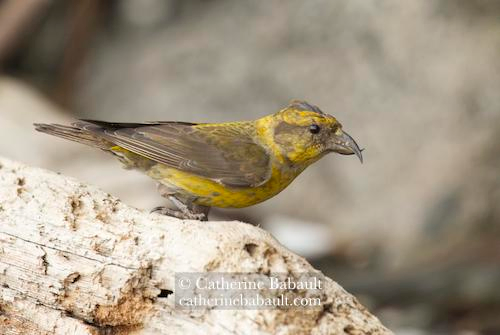 It's a pale yellow and grey bird with a crossed bill on a log. 
