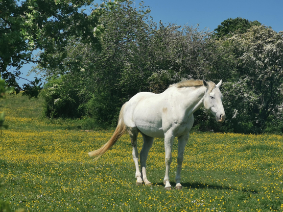Un cheval blanc se tient dans une prairie fleurie