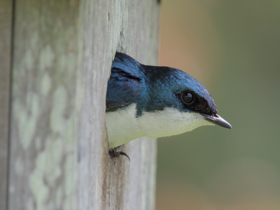 Tree swallow poking their head out of a nest box.