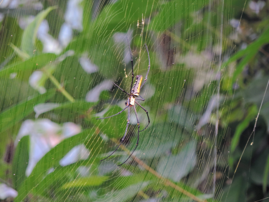 Auf dem Bild ist eine auffällig gemusterte Spinne mit langen, dünnen Beinen zu sehen, die zentral in einem fein gesponnenen Netz sitzt. Der Körper der Spinne zeigt gelbe und schwarze Zeichnungen. Im Hintergrund sind verschwommene grüne Blätter sowie ein blauer Himmel erkennbar.
