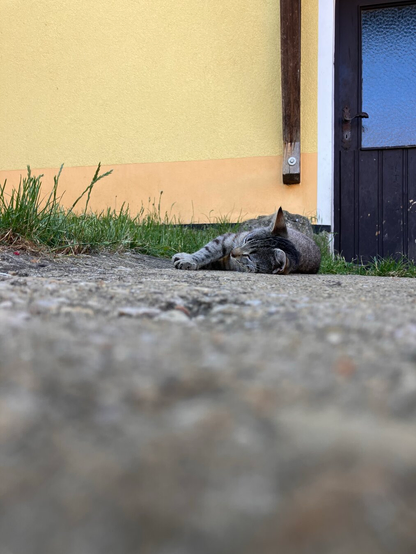 A gray tabby cat is lying on a concrete surface in front of a yellow wall and a dark door. Some grass is visible in the foreground.