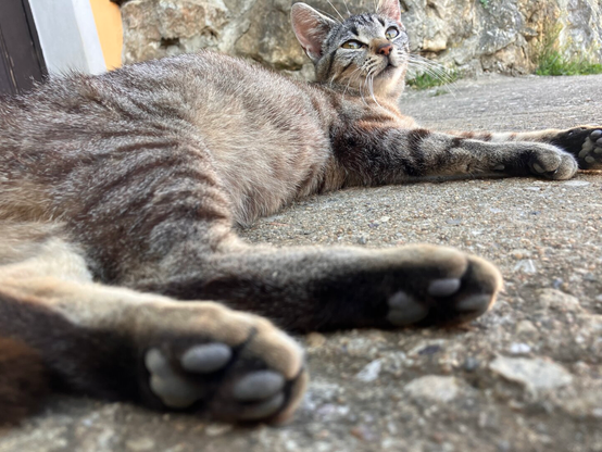A tabby cat is lying on a concrete surface, relaxing with its front legs stretched out. The background includes a stone wall and part of a structure. The cat is looking up, with bright eyes, and its fur has a mix of gray and