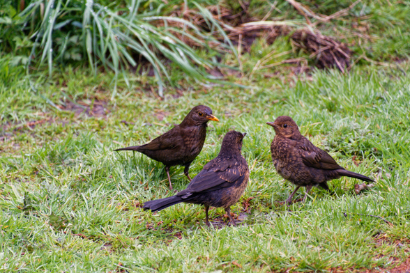 Three sparrows on the grass, all facing each other like they were having a conversation.