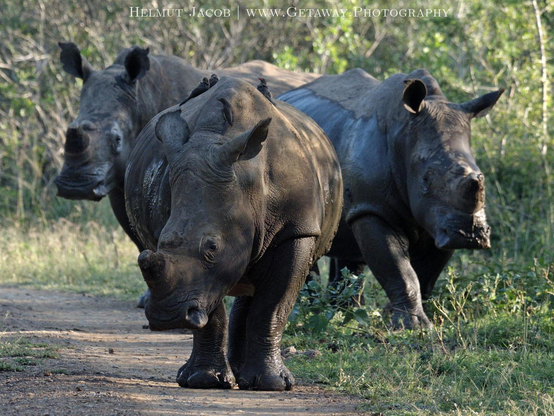 Three rhinos on the dirt road facing the camera in South Africa.