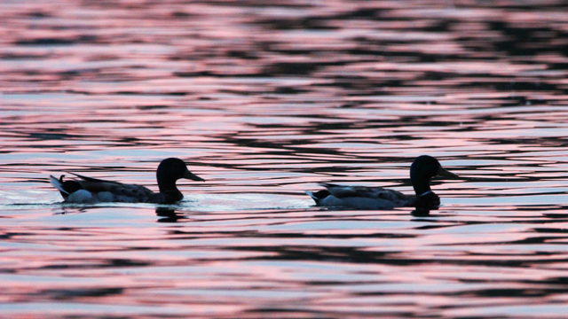 Sunset photo of two mallards swimming left to right on a lake with reflected pink and light blue light in the water.