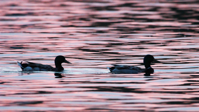 Sunset photo of two mallards swimming left to right on a lake with reflected pink and light blue light in the water.