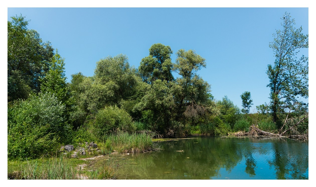Ein kleiner Weiher, recht naturbelassen, mit üppiger Vegetation außenrum.
