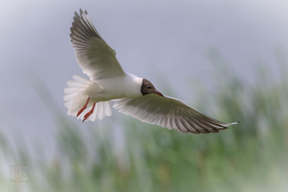 Black headed gull - Despite its name, its head is actually chocolate-brown during the breeding season (not black), which fades to white in winter, leaving just two dark smudges behind the eyes—like it’s wearing tiny earmuffs