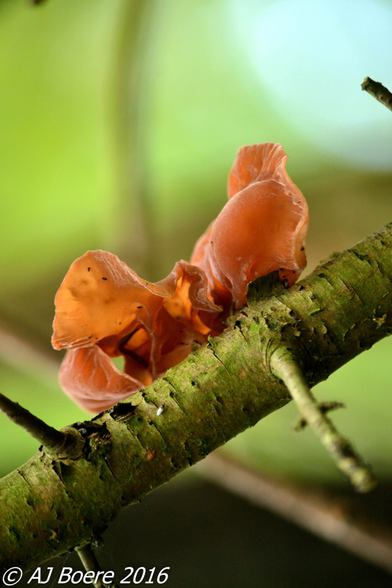 The fruit body of A. auricula-judae is normally up to 90 mm (3.5 in) across and up to 3 mm (0.12 in) thick. It is often reminiscent of a floppy ear, but can also be cup-shaped. It is attached to the substrate laterally and sometimes by a very short stalk. Fruit bodies have a tough, gelatinous, elastic texture when fresh, but dry hard and brittle] Th upper surface is a reddish-tan-brown with a purplish tint and finely pilose (covered in tiny, grey, downy hairs It can be smooth, as is typical of younger specimens or undulating with folds and wrinkles. The colour becomes darker with age The under surface is a lighter grey-brown and smooth, sometimes folded or wrinkled, and may have "veins", making it appear even more ear-like

Entirely white fruit bodies are occasionally encountered and were once given the name Auricularia lactea, but they are merely unpigmented forms and often occur in company with ordinary, pigmented fruit bodies