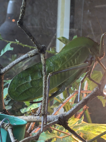 Das Bild zeigt ein großes, hellgrünes Insekt mit auffälliger Tarnung, das einem Blatt täuschend ähnlich sieht. Es sitzt auf einem Ast und ist von dichtem Pflanzenwuchs umgeben. Die Flügel des Insekts sind blattartig geformt und weisen eine feine Blattstruktur auf, die es perfekt in seine Umgebung integriert. Das Licht fällt sanft durch das Blattwerk und erzeugt ein lebendiges, naturverbundenes Szenario.